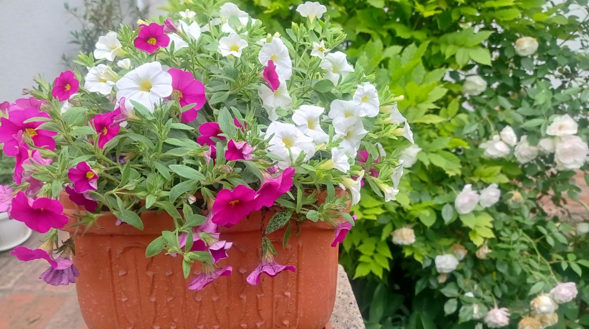 Belgrade Apartment Happy Garden Exterior photo